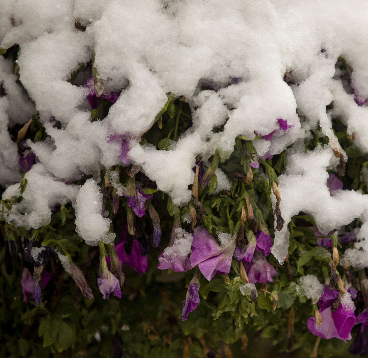 101221-snow-004.JPG